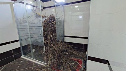 Sakarya’da şaşırtan olay: Kargalar evi bakın ne hale getirdi