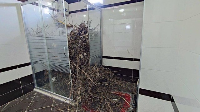 Sakarya’da şaşırtan olay: Kargalar evi bakın ne hale getirdi
