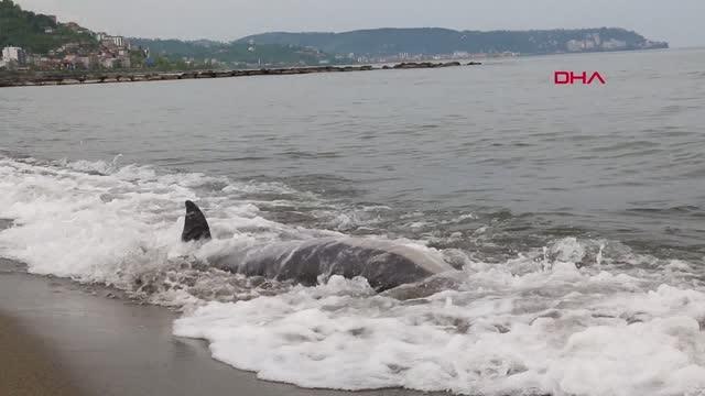 Son dakika haber: SÜRMENE SAHİLİNE BİR ÖLÜ YUNUS DAHA VURDU