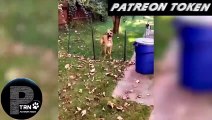 Patreon Token 01 - Cats and Dogs at their Funniest and Cutest - Funny Pet Animals' Lives