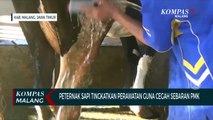 Wabah PMK Pada Hewan Ternak, Peternak Sapi Perah di Malang Tingkatkan Perawatan