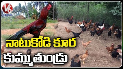 Huge Demand For Country Chicken | Natu Kodi Farm in Adilabad | V6 News