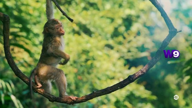 Bande annonce de la saison 5 des Apprentis aventuriers sur W9