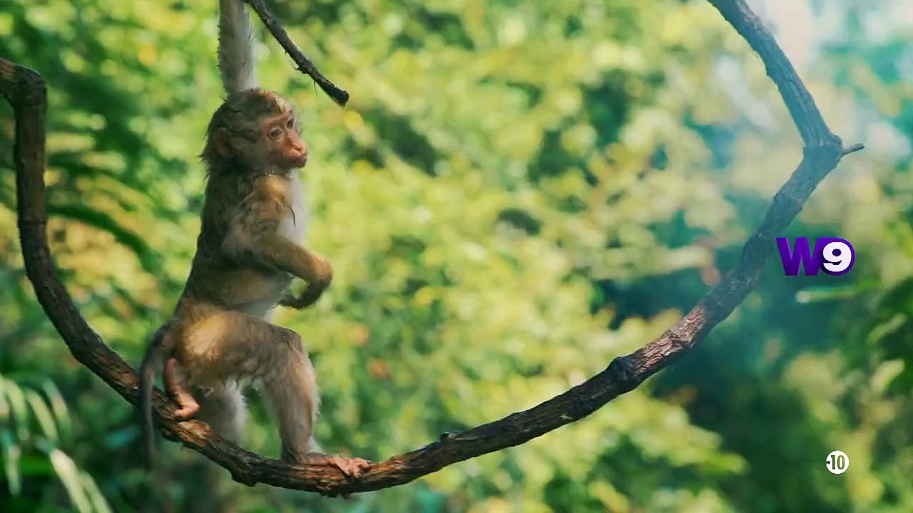 Bande annonce de la saison 5 des "Apprentis aventuriers" sur W9