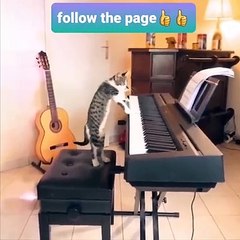 Funny cats vedios 2022