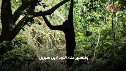 تفسير رؤية القرد في المنام