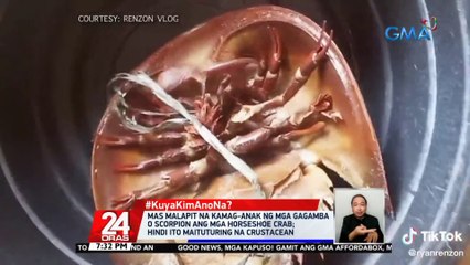#KuyaKimAnoNa?: Mas malapit na kamag-anak ng mga gagamba o scorpion ang mga horseshoe crab | 24 Oras