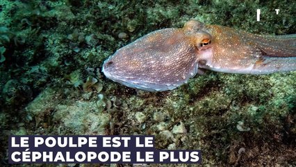 Pourquoi le poulpe se suicide-t-il après l’accouplement ? Ce phénomène enfin expliqué