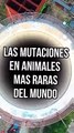 LAS MUTACIONES EN AMIMALES MAS RARAS DE EL MUNDO ☢