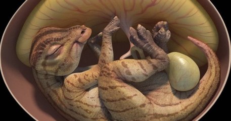 Un embryon de dinosaure extrêmement bien conservé a été découvert en chine