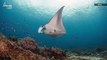 Giant Manta Ray Squadrons Photographed in Indonesia