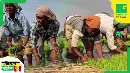 Kisan Bulletin - गेहूं निर्यात पर रोक लगाने के बाद सरकार का बड़ा फैसला, गेहूं खरीद की तारीखों में हुआ बदलाव Agri News
