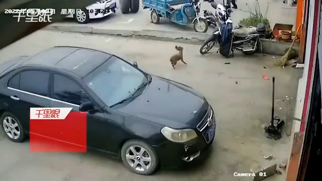 Un chien chassé par... un pneu de camion