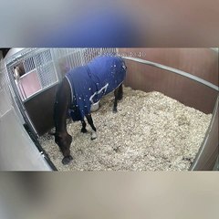 Security Cam Catches Clever Horse Removing Blanket