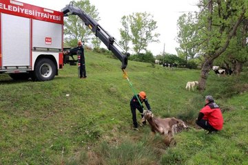 Son dakika haber! Otlarken su birikintisine düşen ineği itfaiye kurtardı