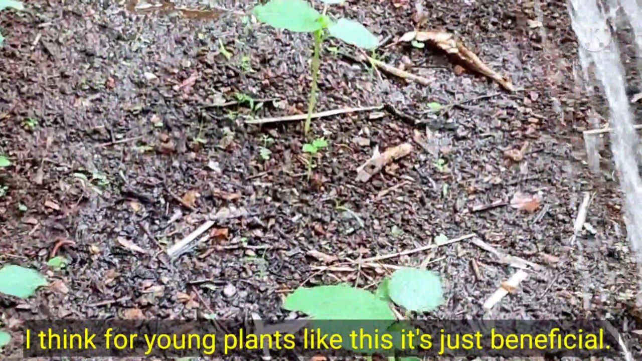 how to water plants, easy watering trick