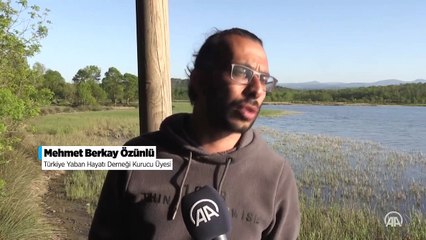 Kuş gözlemcilerinin yeni rotası: Sarıkum Tabiat Koruma Alanı