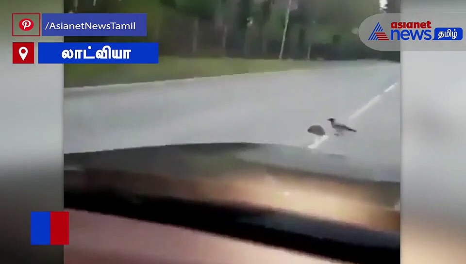 சாலையை கடக்க கொத்திக் கொத்தி முள்ளெலிக்கு உதவிய காகம்..! வைரல் வீடியோ..