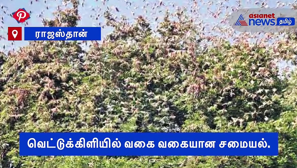 ஆபத்தா வந்த வெட்டுக்கிளி.. சமையல் செய்து லாபம் பார்த்த இந்தியர்கள்..! வீடியோ