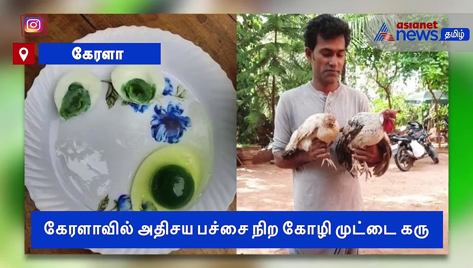 பச்சை கலர் முட்டை கரு.. அதிசய கோழி..! ஆச்சர்ய வீடியோ..