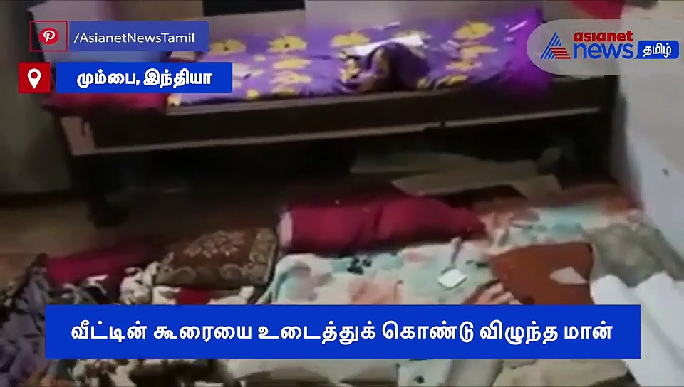 கூரையை உடைத்துக் கொண்டு வீட்டிற்குள் விழுந்த மான்..! அதிர்ச்சியடைந்த இல்ல வாசிகள் வீடியோ..