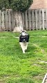 Husky Steals Owner's Package