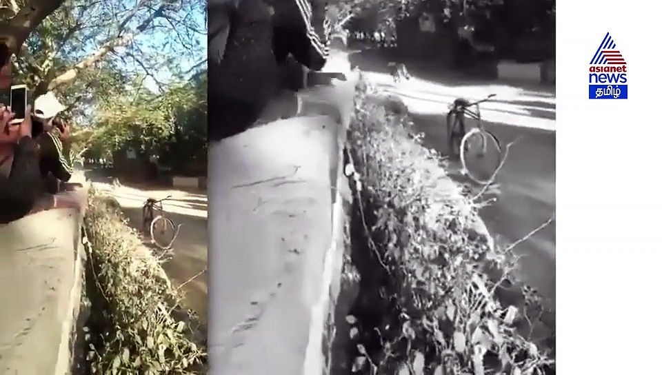 திடீரென ஊருக்குள் பாய்ந்துவந்த சிங்கம்.. தலைதெறித்து ஓடிய மக்கள்..! வீடியோ
