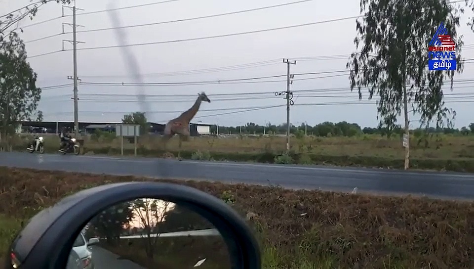 இறந்த நிலையில் கிடைத்த ஒட்டகச்சிவிங்கி.. இறந்ததற்கு காரணம் என்ன..?