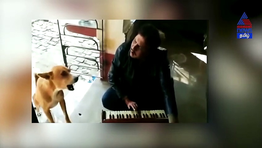 தேறி மேரி பாடலை பாடிய நாய்.. இணையத்தில் வைரலாகும் வீடியோ..!
