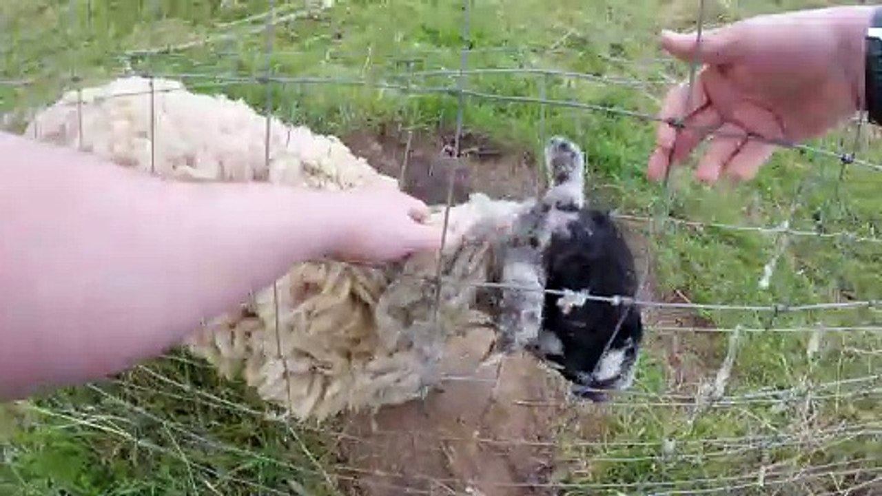 Saving a Sheep from Near Death