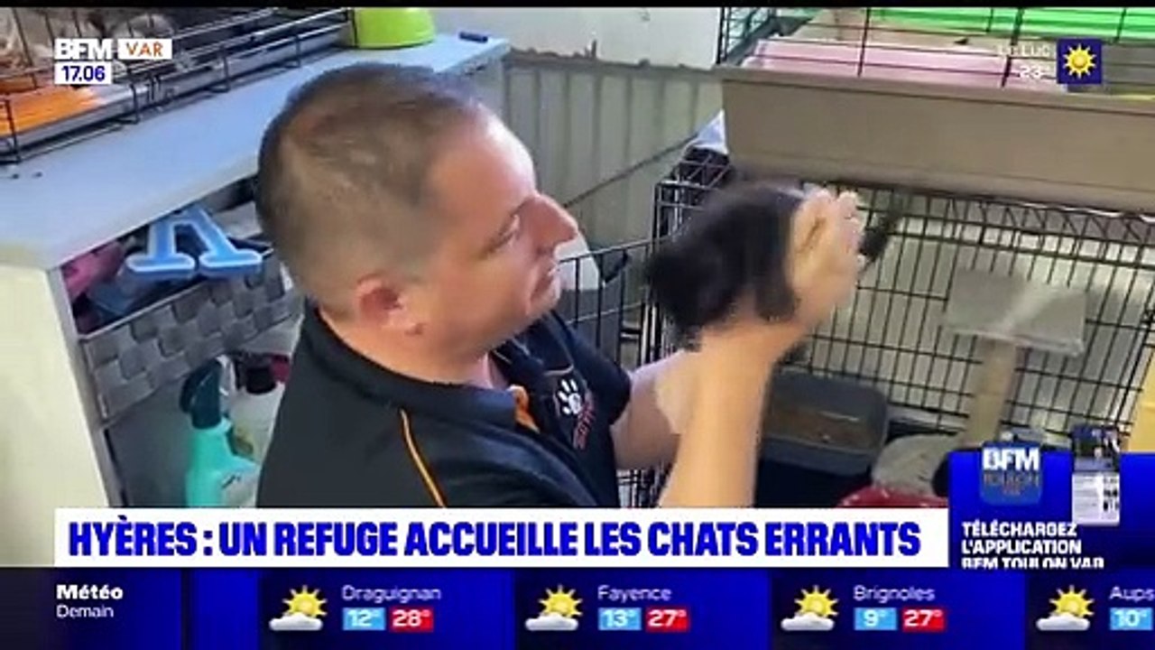 Hyeres un refuge pour chat errant