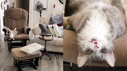'Cat lies upside down on rocking chair to ponder his purpose in life '