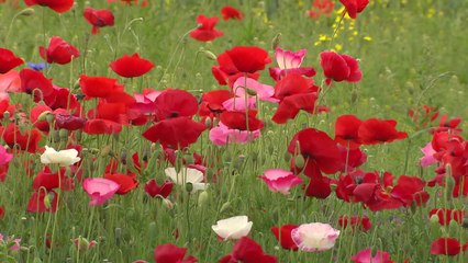 '1억 송이' 붉은 꽃양귀비 들판...오는 22일까지 개방 / YTN