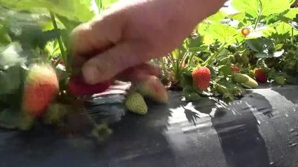 Ordu'da çilek hasadı başladı