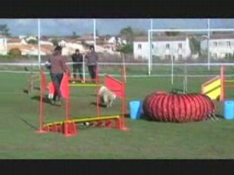1 er concours agility_0001