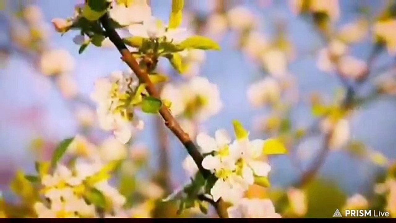 Song Japan