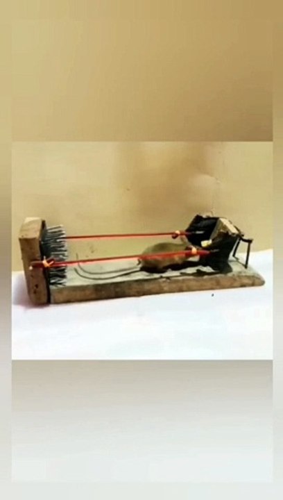 Extremely rat trap