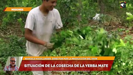 Situación de la cosecha de la yerba mate