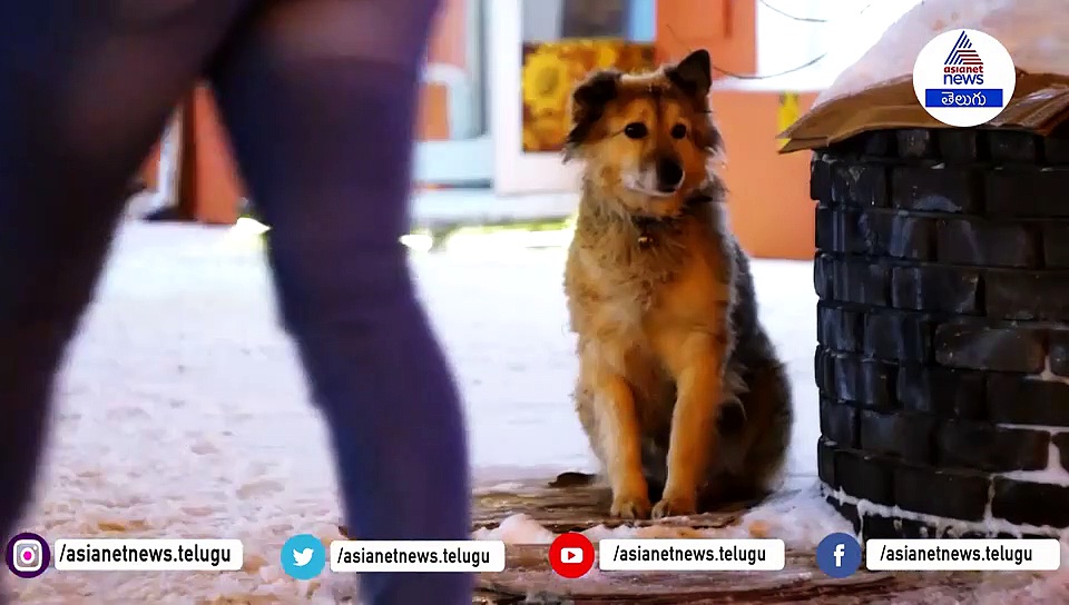 పెళ్లైన నెలకే..ఇల్లంతా జంతువులతో నింపేశా...అమల