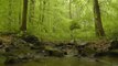 Floresta, Pássaros, rios, Natureza. Fundo Relaxante com sons de pássaros.