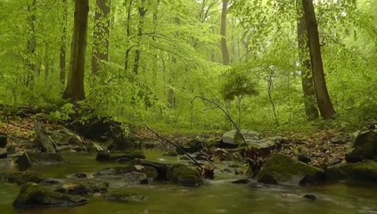 Floresta, Pássaros, rios, Natureza. Fundo Relaxante com sons de pássaros.