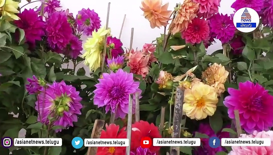 ఫుట్ బాల్ లాంటి పూబంతులు...ఎక్కడో తెలుసా...