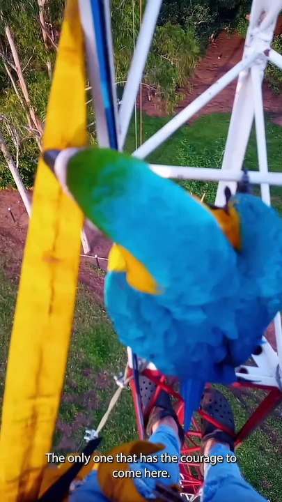 Macaw Visits Contractor Working From a Tall Tower