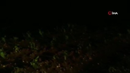 Edirne'de ayçiçek ve buğday tablalarını dolu vurdu