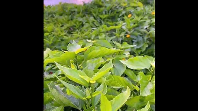 Dios te dice ¿Habrá algo que YO no pueda cumplir Pídeme y YO te lo daré Dios es mi Guía