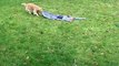 Wallace the Golden Pulls 2-Year-Old Around Yard on a Blanket