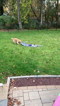 Wallace the Golden Pulls 2-Year-Old Around Yard on a Blanket