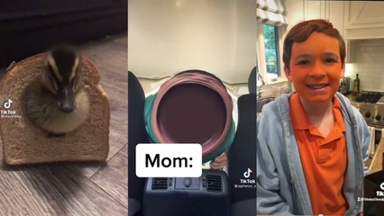 Funny TikToks That Make My Pillow Punch Back