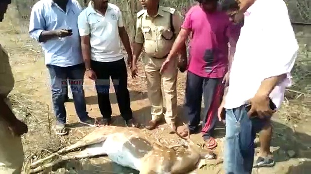 హెచ్ సియులో అనుమానాస్పద స్థితిలో జింక మృతి (వీడియో)