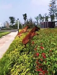 Unbelievable!!! Funny Dog Videos Try Not To Laugh Part-6